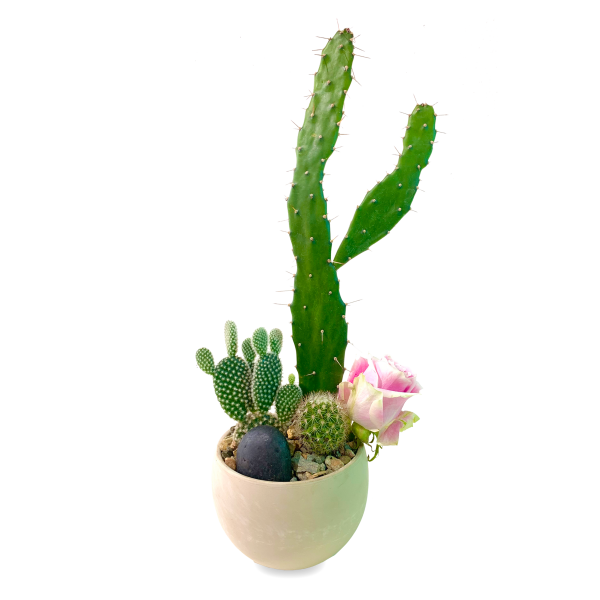 Mini Terrarium Cacti