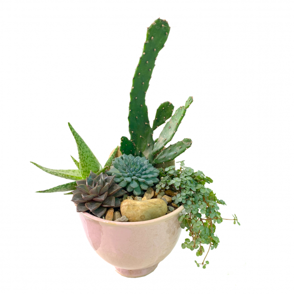 Exposed Terrarium in Pink Vase