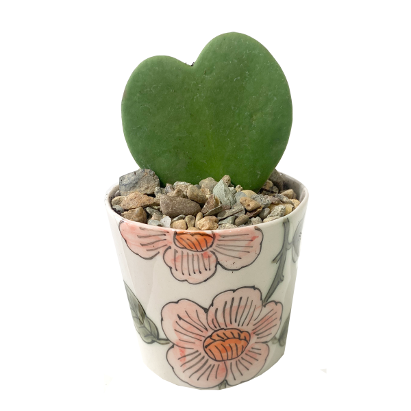 Hoya Heart Potted - Image 3