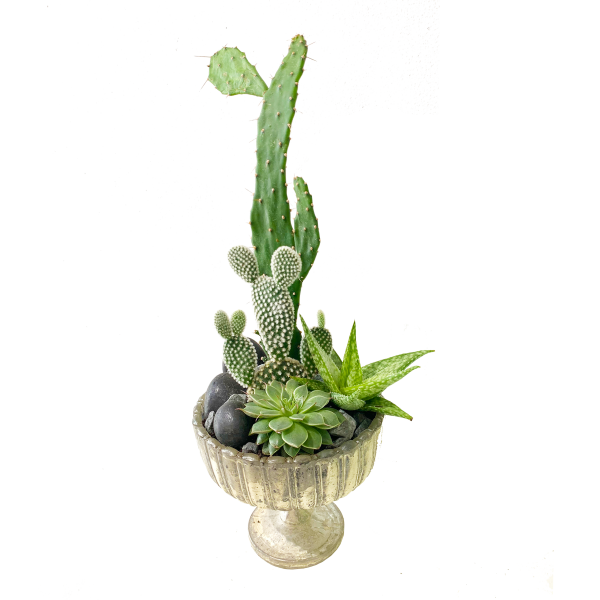 Sabrina Terrarium