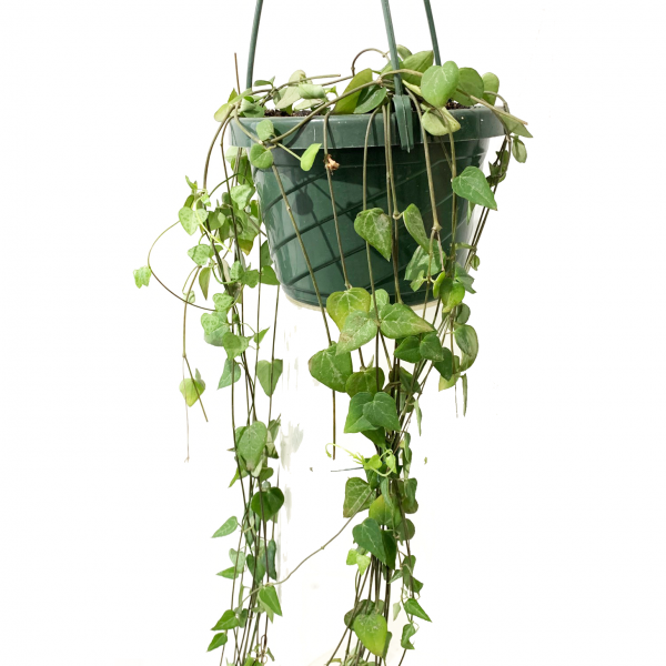 String of Hearts: Spade