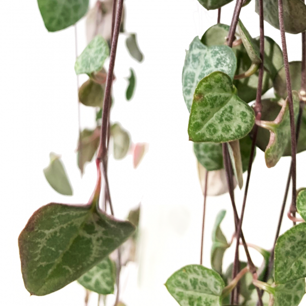 String of Hearts: Rosary Vine - Image 2