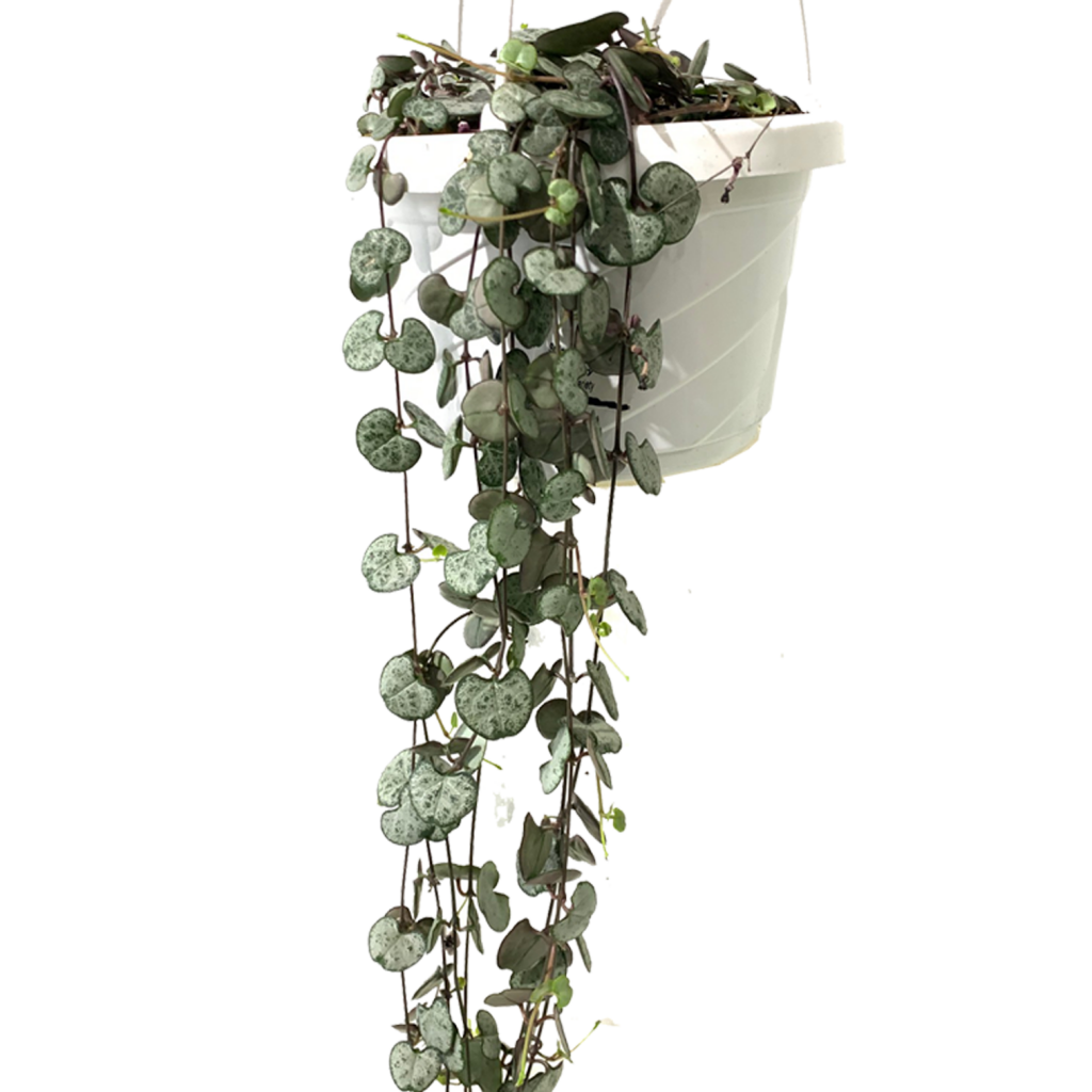 String of Hearts: Silver Glory - MICRO PLANT STUDIO