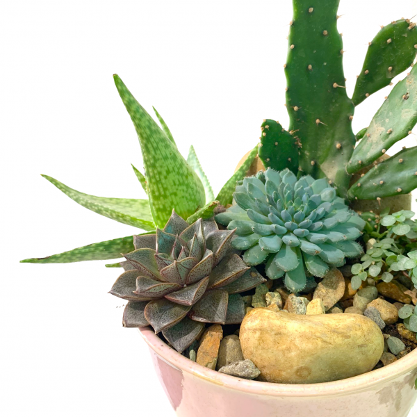 Exposed Terrarium in Pink Vase - Image 2