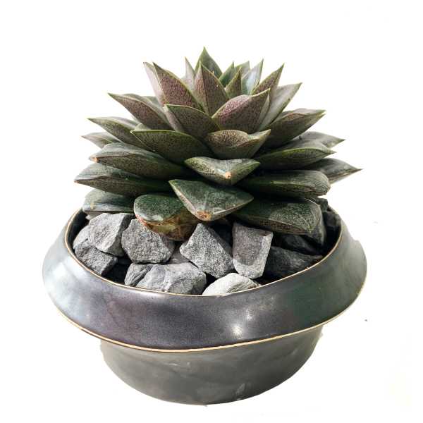 Echeveria Purpusorum
