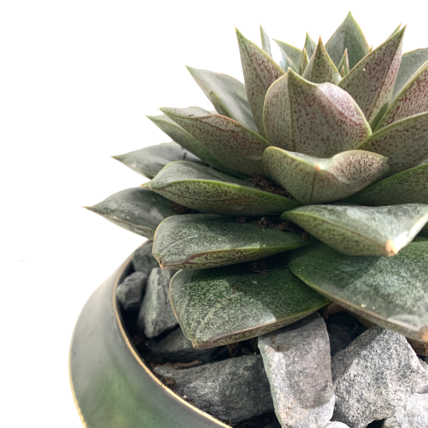 Echeveria Purpusorum - Image 3