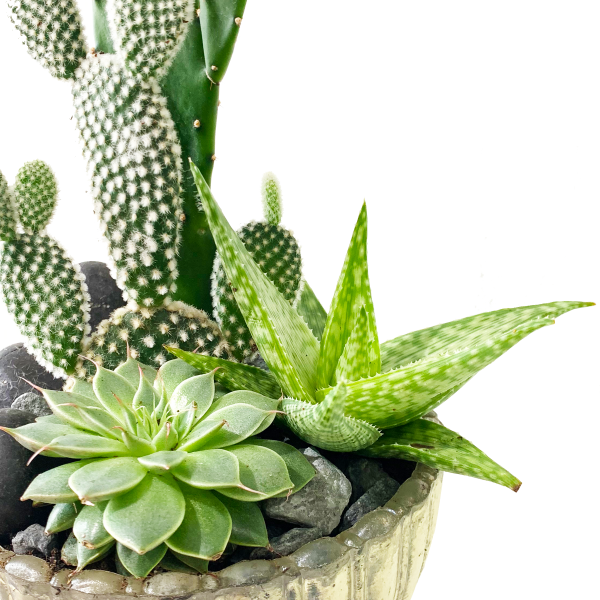 Sabrina Terrarium - Image 2
