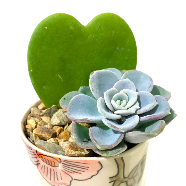 Hoya Heart Potted - Image 2