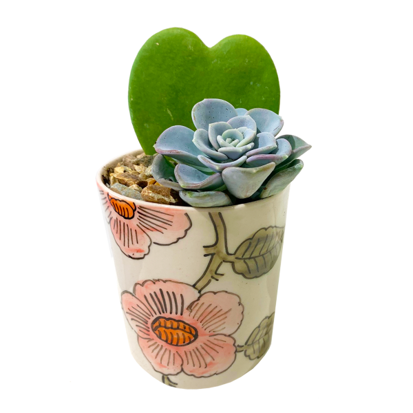 Hoya Heart Potted