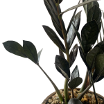ZZ Raven Potted - Image 2