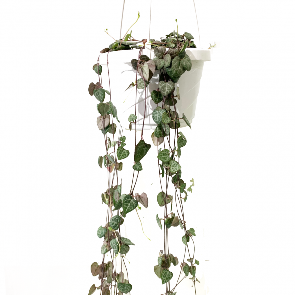 String of Hearts: Rosary Vine