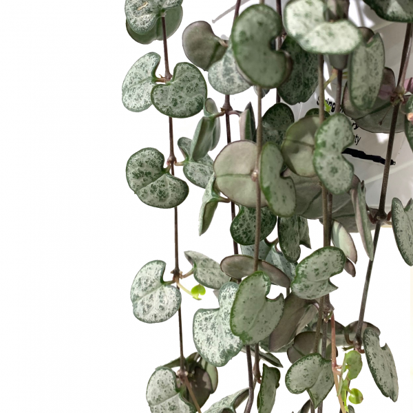 String of Hearts: Silver Glory - Image 2
