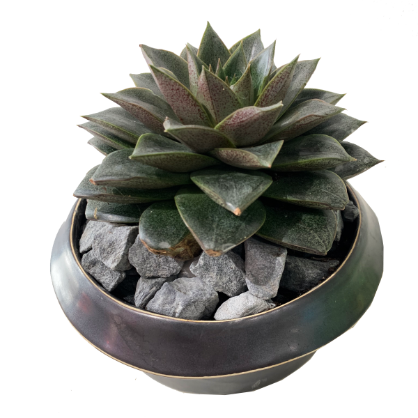 Echeveria Purpusorum - Image 2