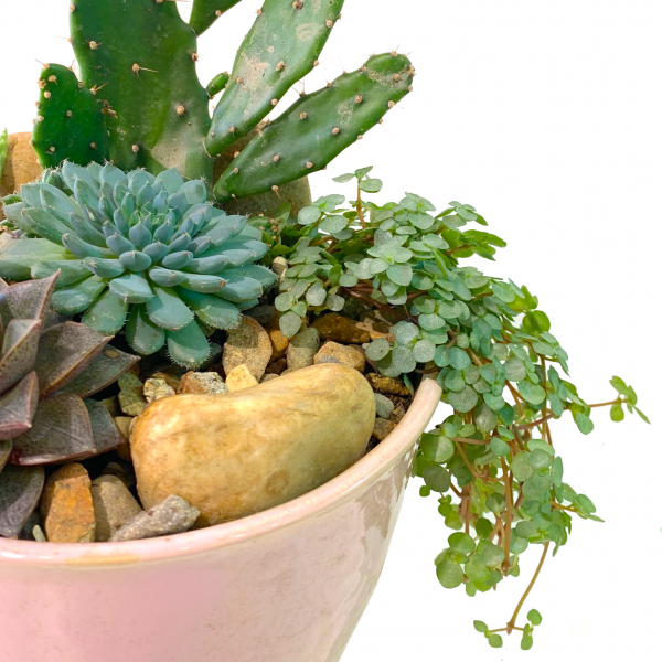 Exposed Terrarium in Pink Vase - Image 3