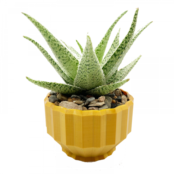 Pillars Compote