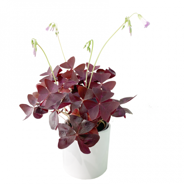 Shamrock: Oxalis Red