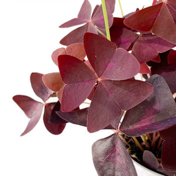Shamrock: Oxalis Red - Image 2