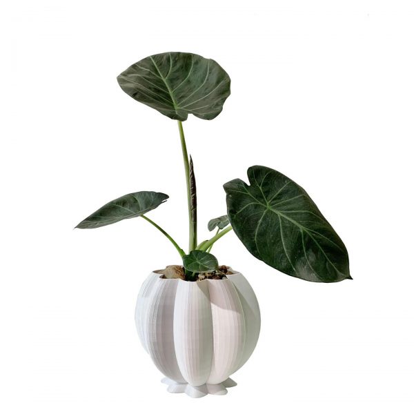 Petalos - Image 5