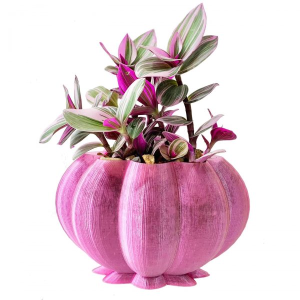 Petalos - Image 2