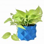 Neon Pothos Potted in Blue Alligator Pot