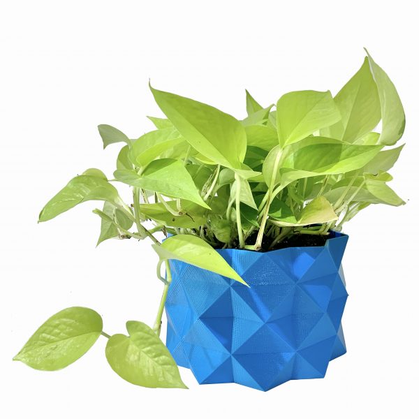 Neon Pothos Potted in Blue Alligator Pot