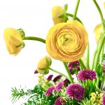 Field of Ranunculus Infinity - Image 5