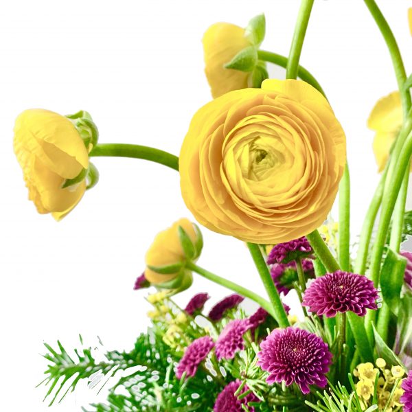 Field of Ranunculus Infinity - Image 5
