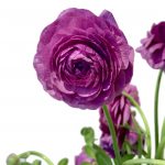 Field of Ranunculus Infinity - Image 2