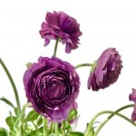 Field of Ranunculus Infinity - Image 3