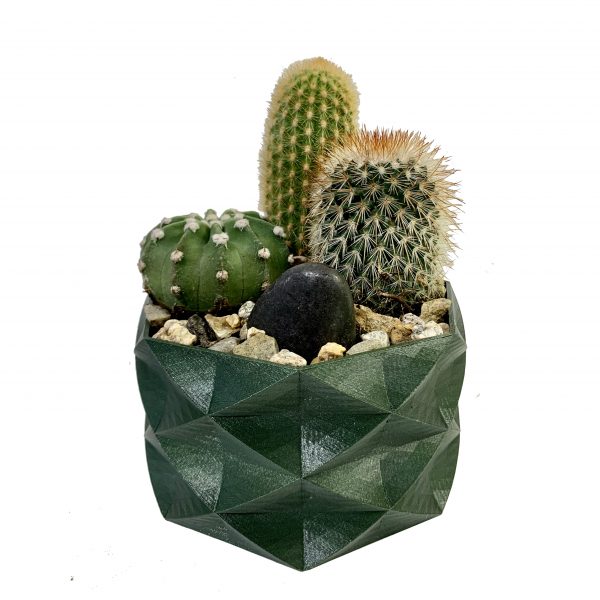 Prickly Love Terrarium - Image 3