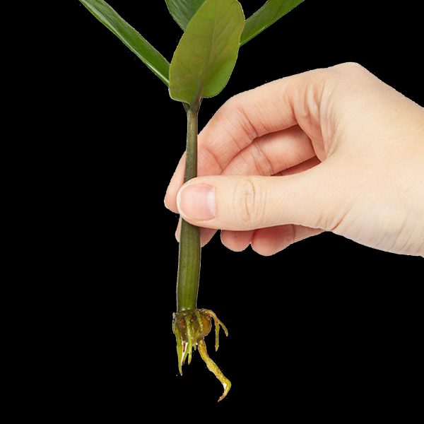 Plant Cuttings Exchange