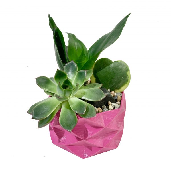 Hoya Hearts Mini Terrariums - Image 3