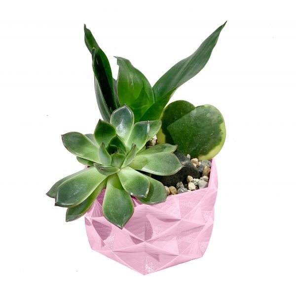 Hoya Hearts Mini Terrariums