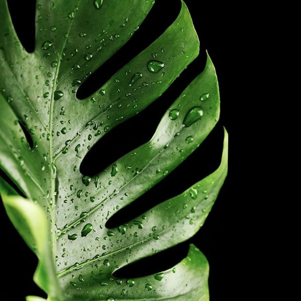 Selecting the Right Plant for Your Lifestyle