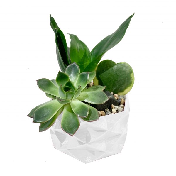 Hoya Hearts Mini Terrariums - Image 2