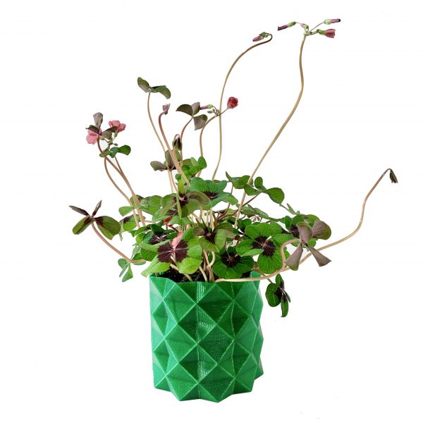 Potted Oxalis Iron Cross