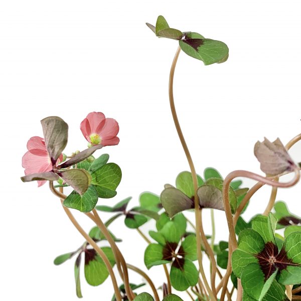Potted Oxalis Iron Cross - Image 2