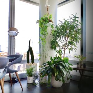 plant care consultation