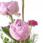 Glorious Peonies - Image 3