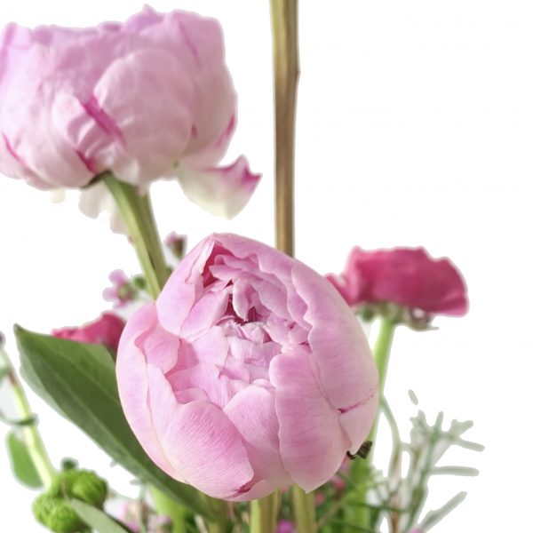 Glorious Peonies - Image 3
