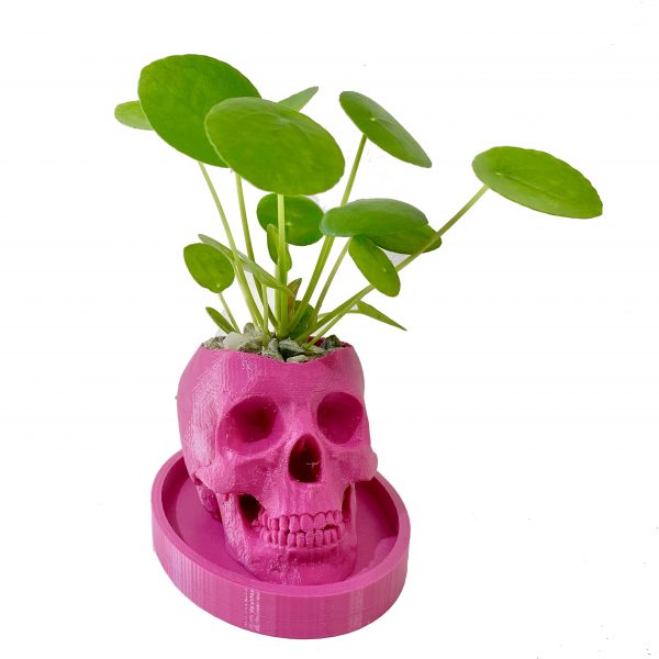Small Skulls - Image 2