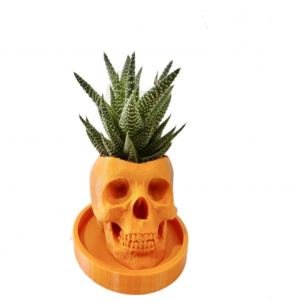 Small Skulls - Image 3