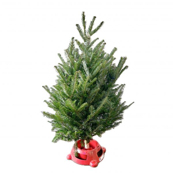 Table Top Christmas Tree with Stand - Image 2