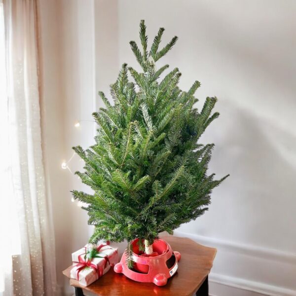 Table Top Christmas Tree with Stand