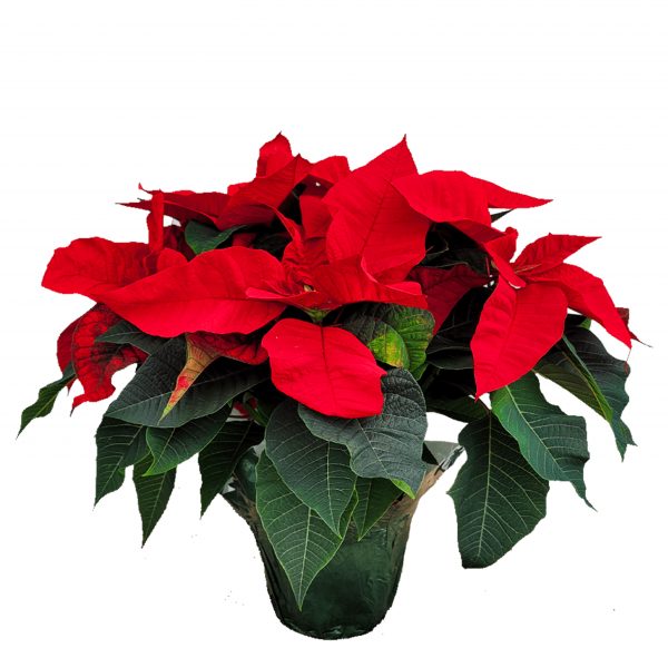 Poinsettia
