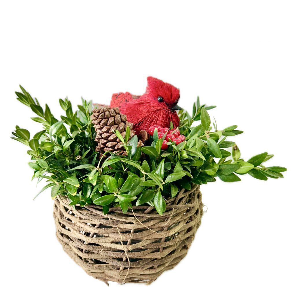 red-bird-in-basket-micro-plant-studio