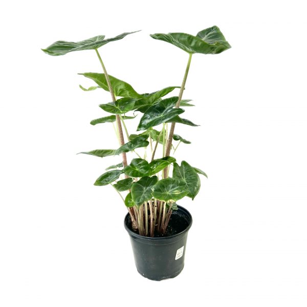 Alocasia Ivory Coast