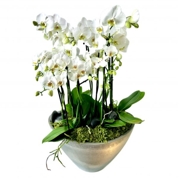 Orchid Garden
