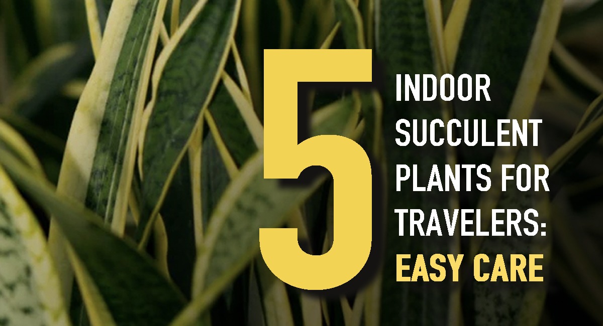 5 Indoor Succulents for Travelers: EASY CARE - MICRO PLANT STUDIO