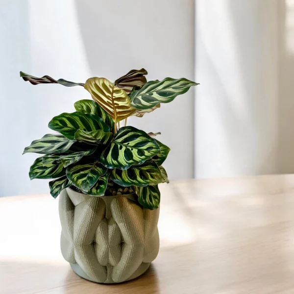 Calethea in Hugs & Kisses Pot